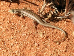 Trachylepis occidentalis