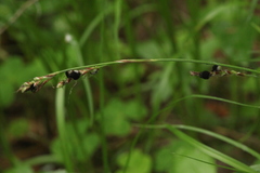 Anthracoidea irregularis