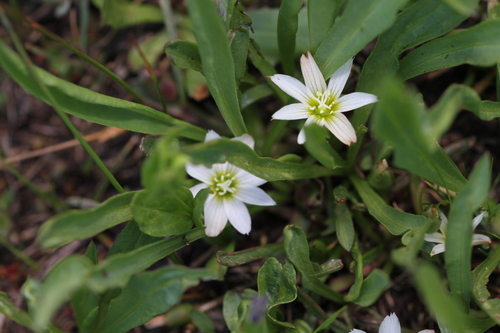 Image of Lewisia nevadensis by (c) Nicholas Wei, some rights reserved (CC BY-SA)