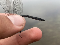 Somatochlora sahlbergi