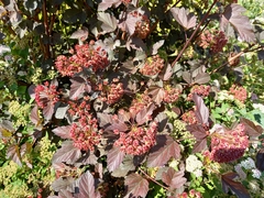 Physocarpus opulifolius