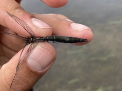 Somatochlora sahlbergi