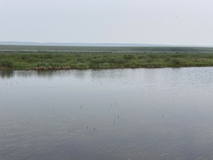 Somatochlora sahlbergi