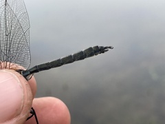 Somatochlora sahlbergi