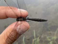 Somatochlora sahlbergi