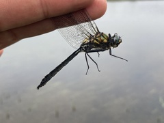 Somatochlora sahlbergi