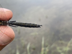 Somatochlora sahlbergi