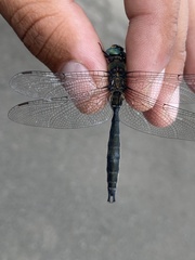 Somatochlora sahlbergi