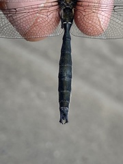 Somatochlora sahlbergi