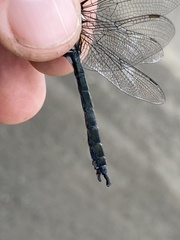 Somatochlora sahlbergi