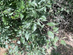 Rhamnus yoshinoi