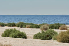 Gyascutus allenrolfeae