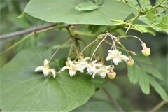 Pergularia