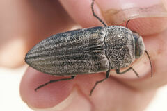 Gyascutus allenrolfeae