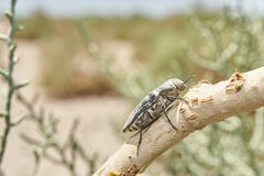 Gyascutus allenrolfeae