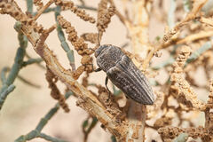 Gyascutus allenrolfeae