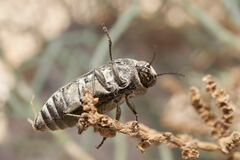 Gyascutus allenrolfeae