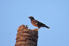Acridotheres tristis
