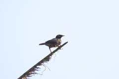 Acridotheres tristis