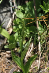 Platanthera sparsiflora