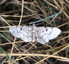 Eupithecia abietaria