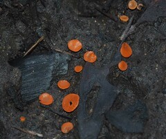 Pulvinula archeri