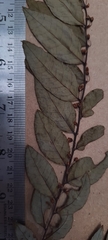 Phyllanthus anamalayanus
