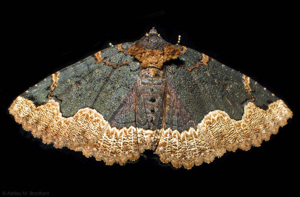Zale Moths