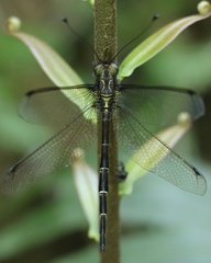 Ascaloptynx