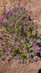 Thymbra spicata