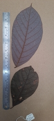 Cryptocarya anamalayana