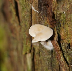 Clitocybe semiocculta