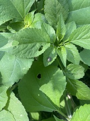 Epilachna obscurella