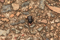 Adoryphorus coulonii