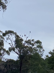 Zanda funerea funerea