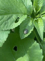 Epilachna obscurella