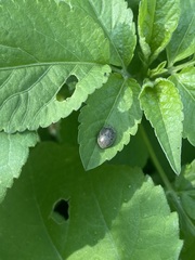 Epilachna obscurella