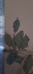 Syzygium densiflorum