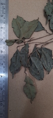 Syzygium densiflorum