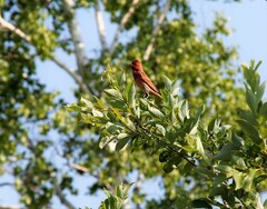 Carpodacus erythrinus grebnitskii