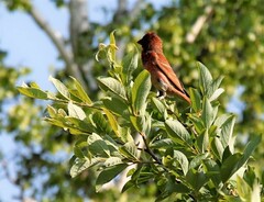 Carpodacus erythrinus grebnitskii