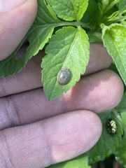 Epilachna obscurella