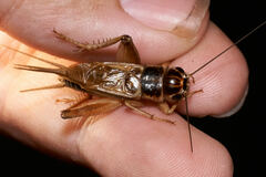 Gryllus staccato