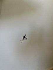 Steatoda albomaculata