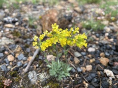 Draba rectifructa