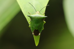 Rhynchocoris