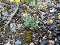 Draba rectifructa