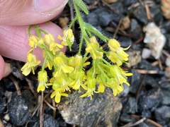 Draba rectifructa