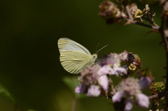 Pieris ergane