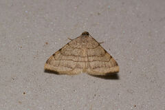 Taeniogramma octolineata